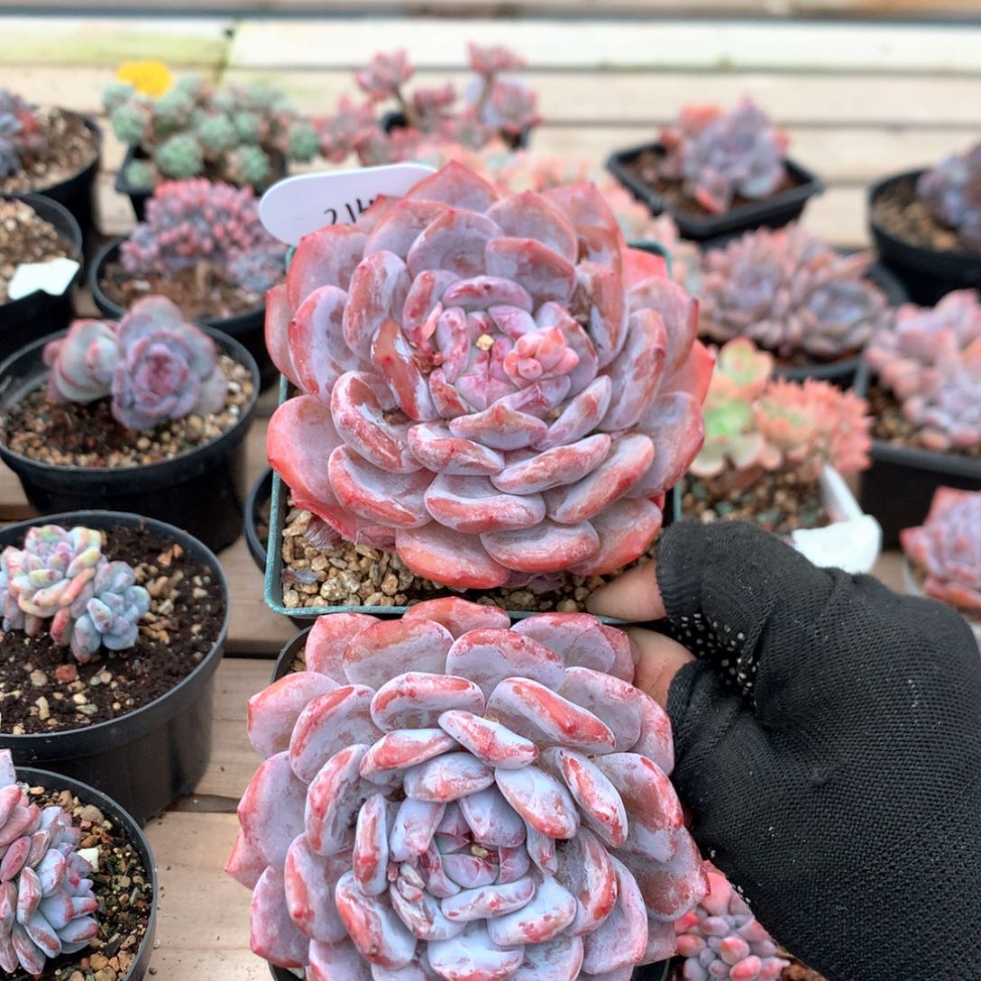 10.5厘米溏心星影 214