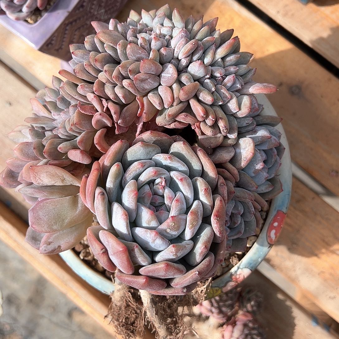 高****头大舅补差价石榴籽星影树