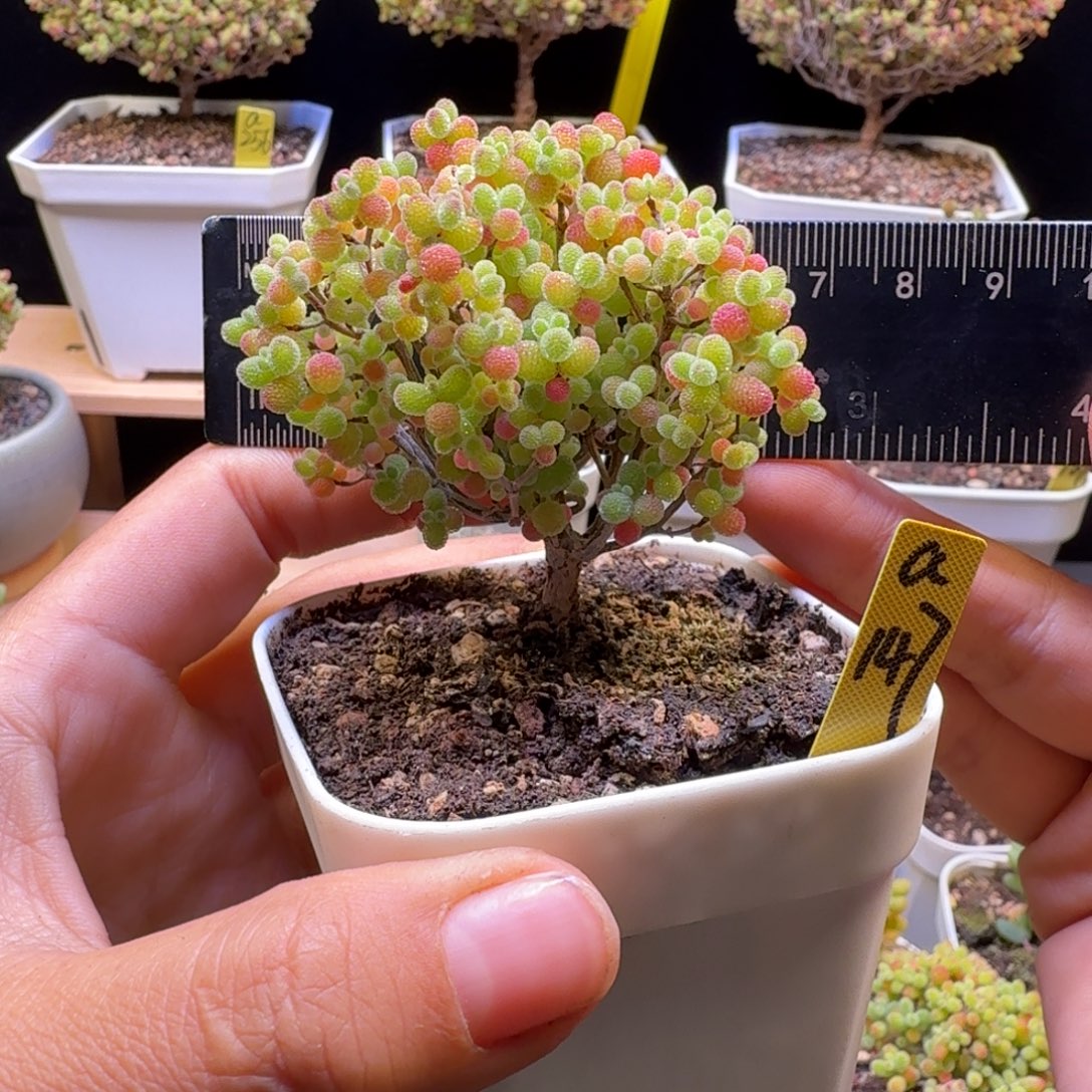 a147号橘子糖冠服6厘米左右