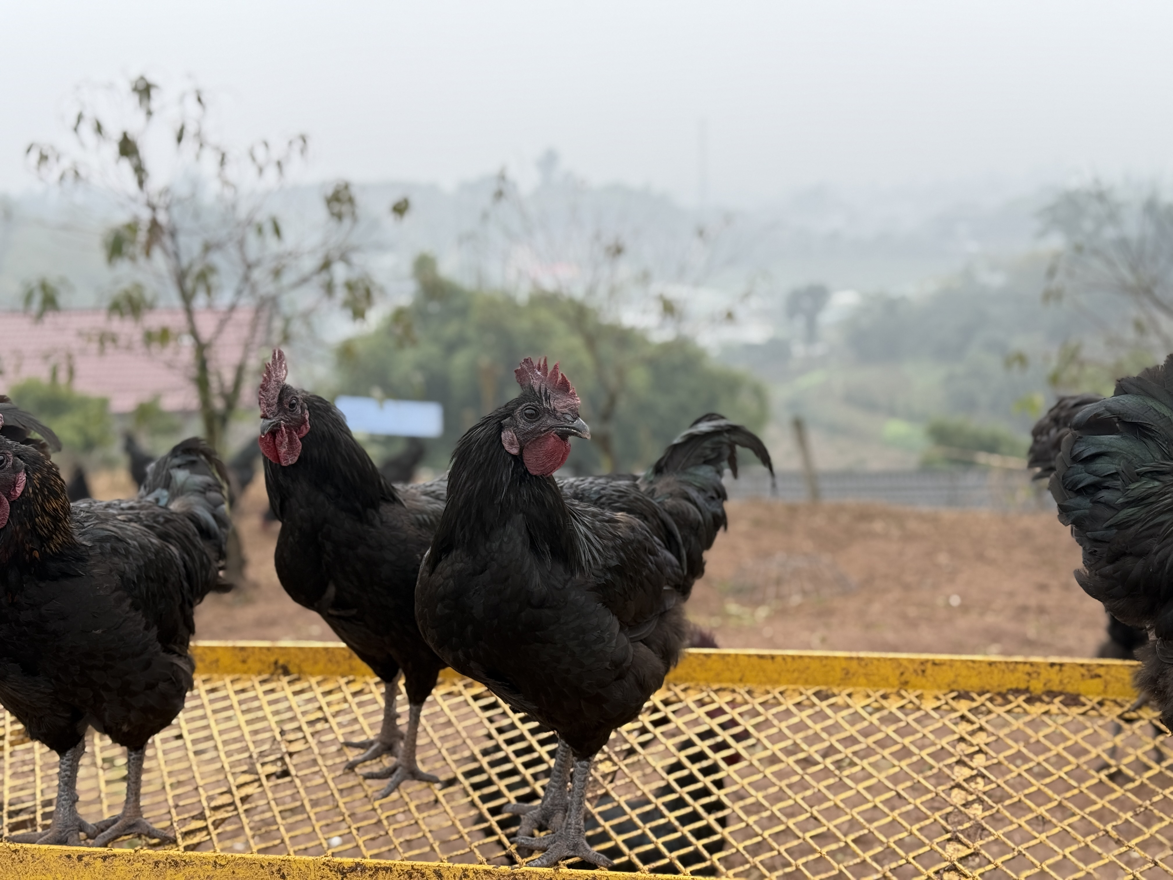 散养纯粮食五黑鸡公鸡农户直发