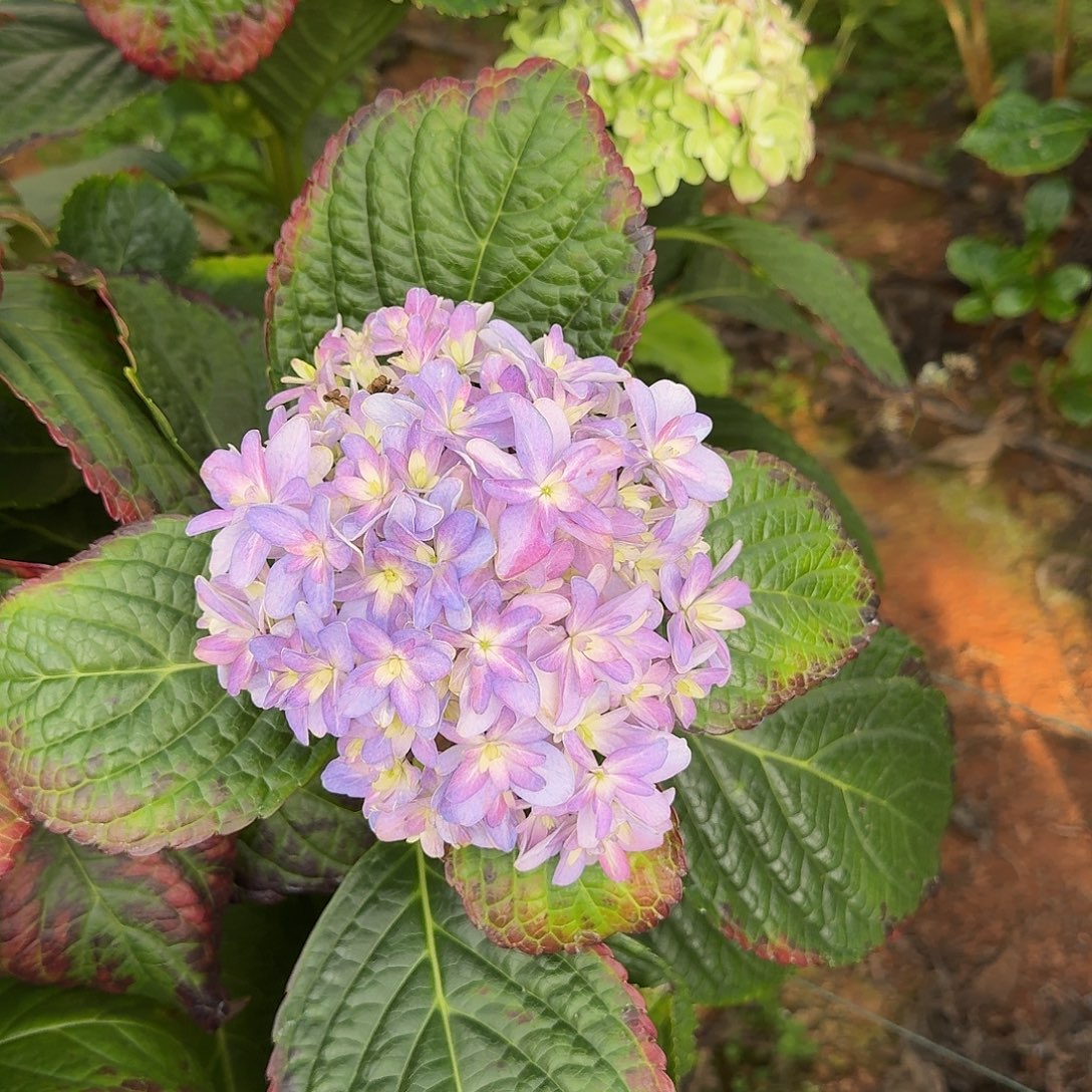 大部分花苞少量开放24