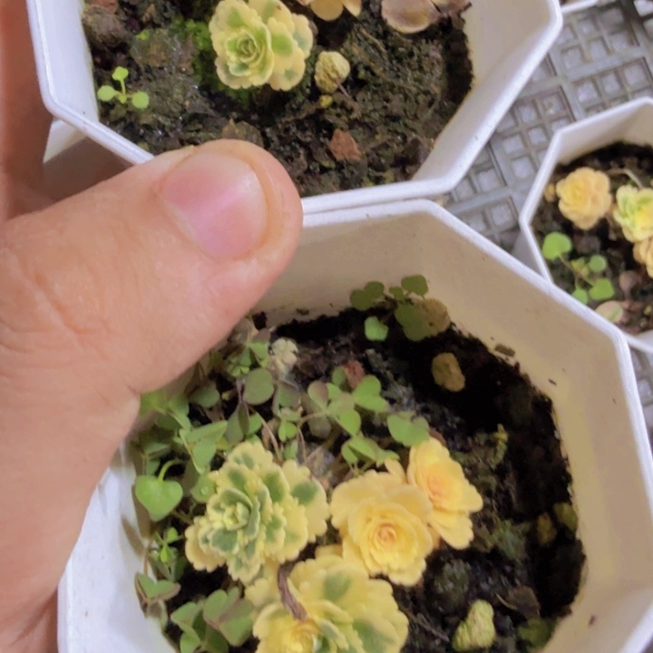 亚特兰蒂斯新品一颗