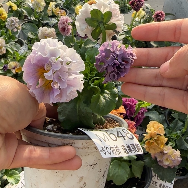 无花朵M648小苗默认苗晃零下5勿拍