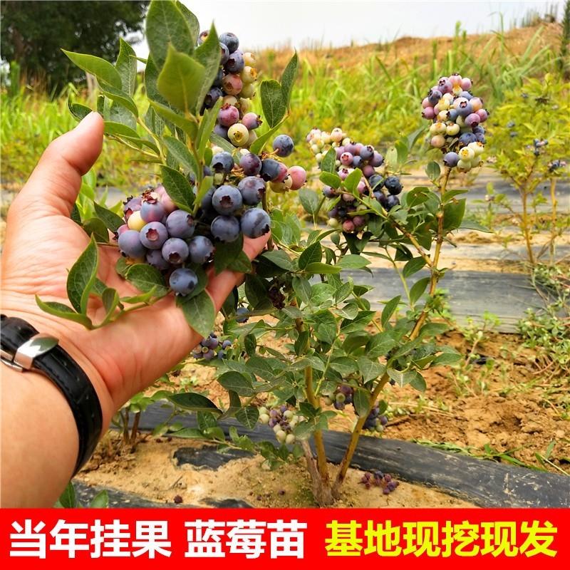 【2颗】【蓝莓树苗】蓝莓苗盆栽南北方种植兔眼阳台果树苗当年结果