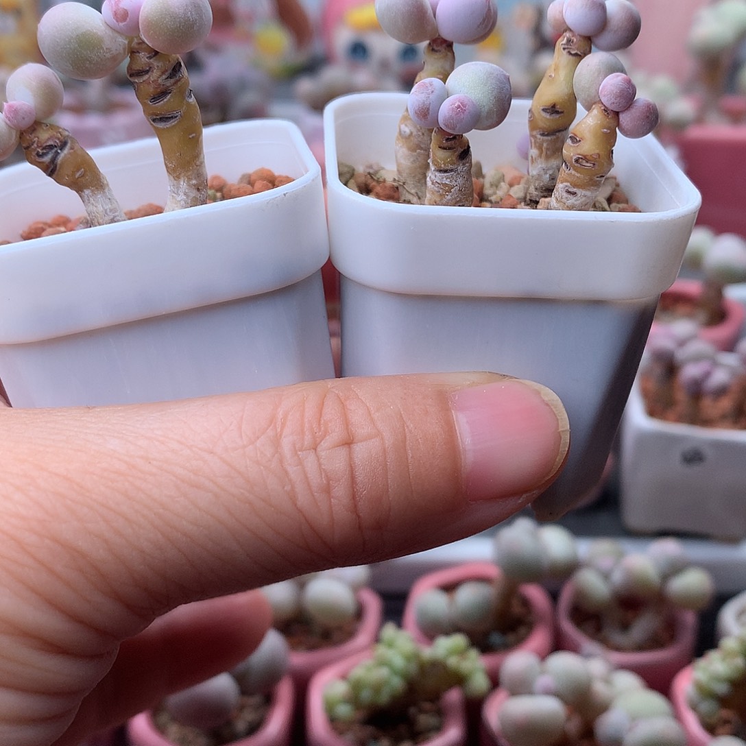 彩虹奶酪带盆发货