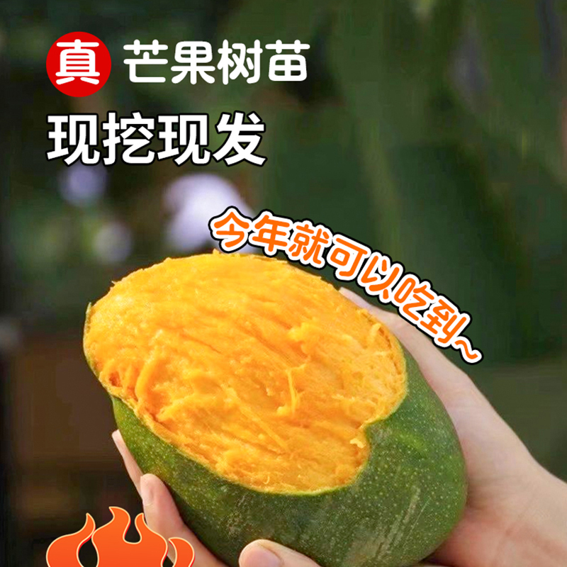 【原土带叶】芒果树嫁接四季芒果树贵妃庭院阳台盆栽水果苗果树苗