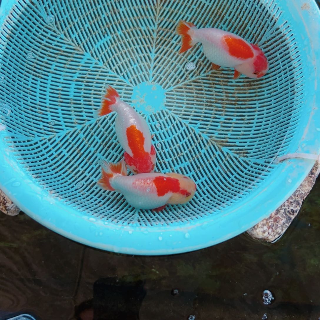 w***z海水鱼1111111111111