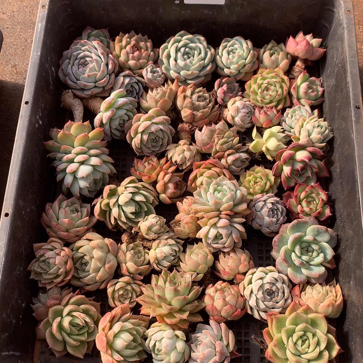 【闪购商品】云03号一筐40颗3到5厘米