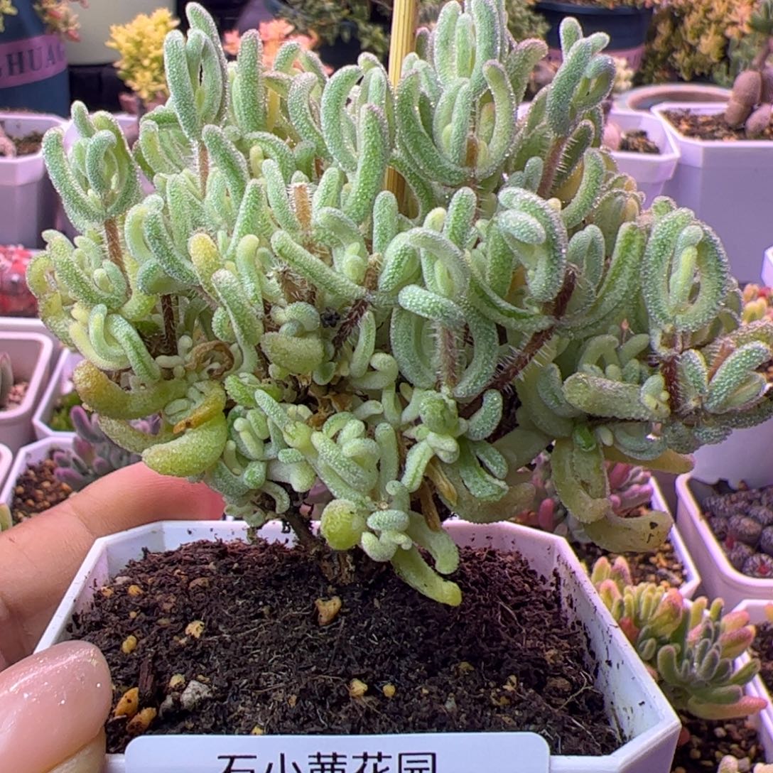 759多肉植物枝干橙叶白锦