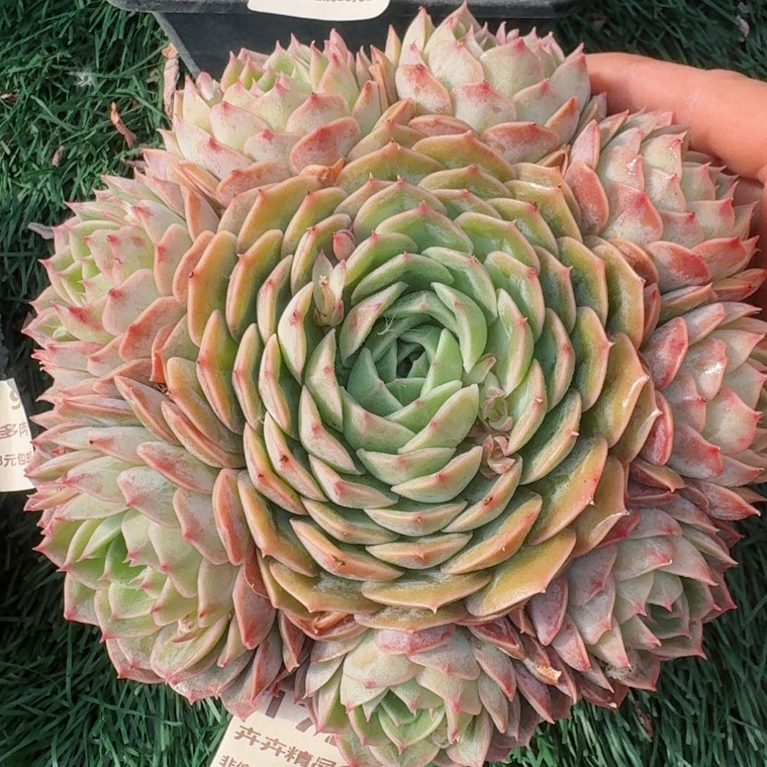 1722一物一拍（满28包邮