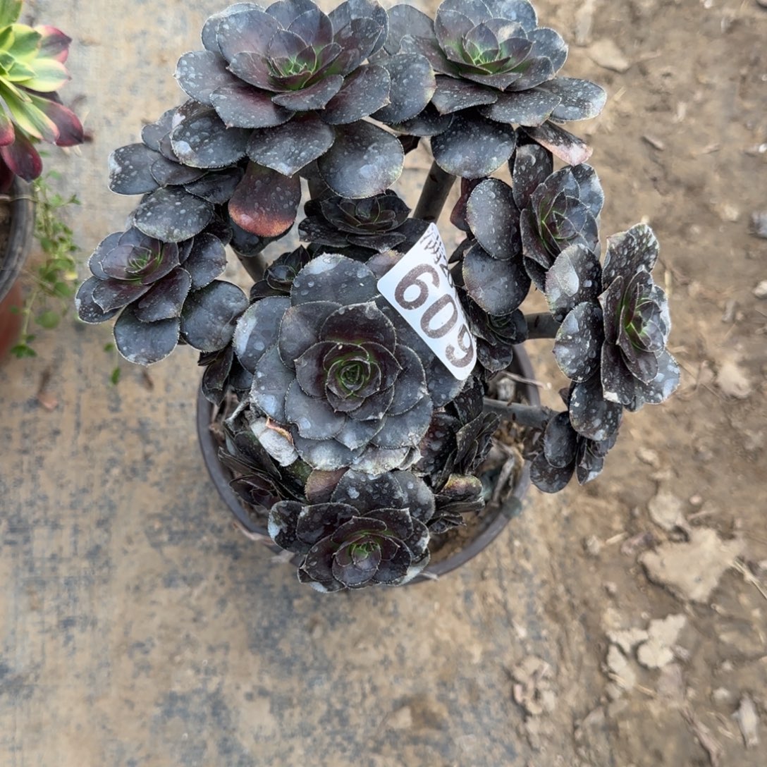 炫彩圆叶609满20包邮断枝不包