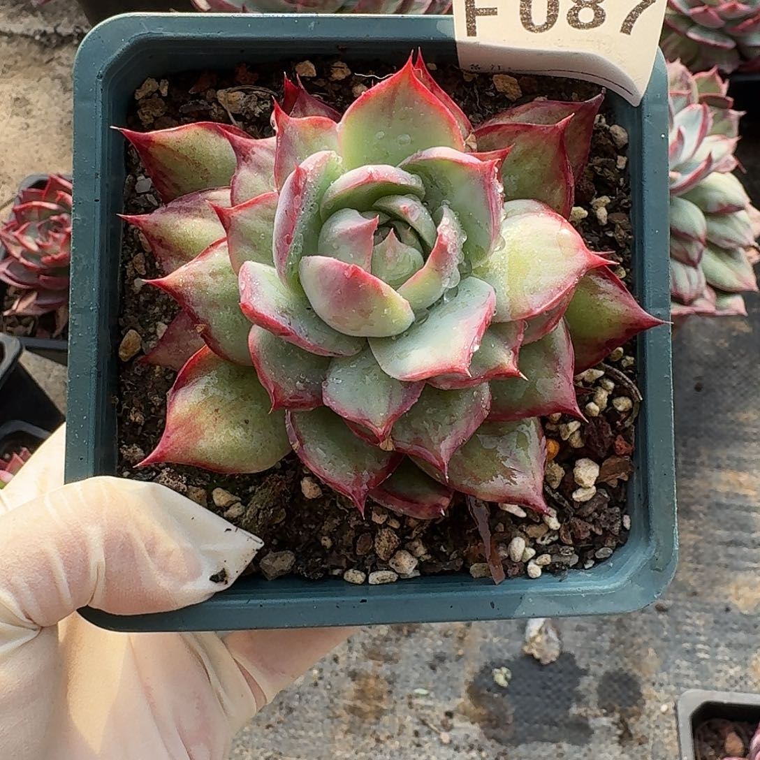 惊鸿惊鸿惊鸿 087....