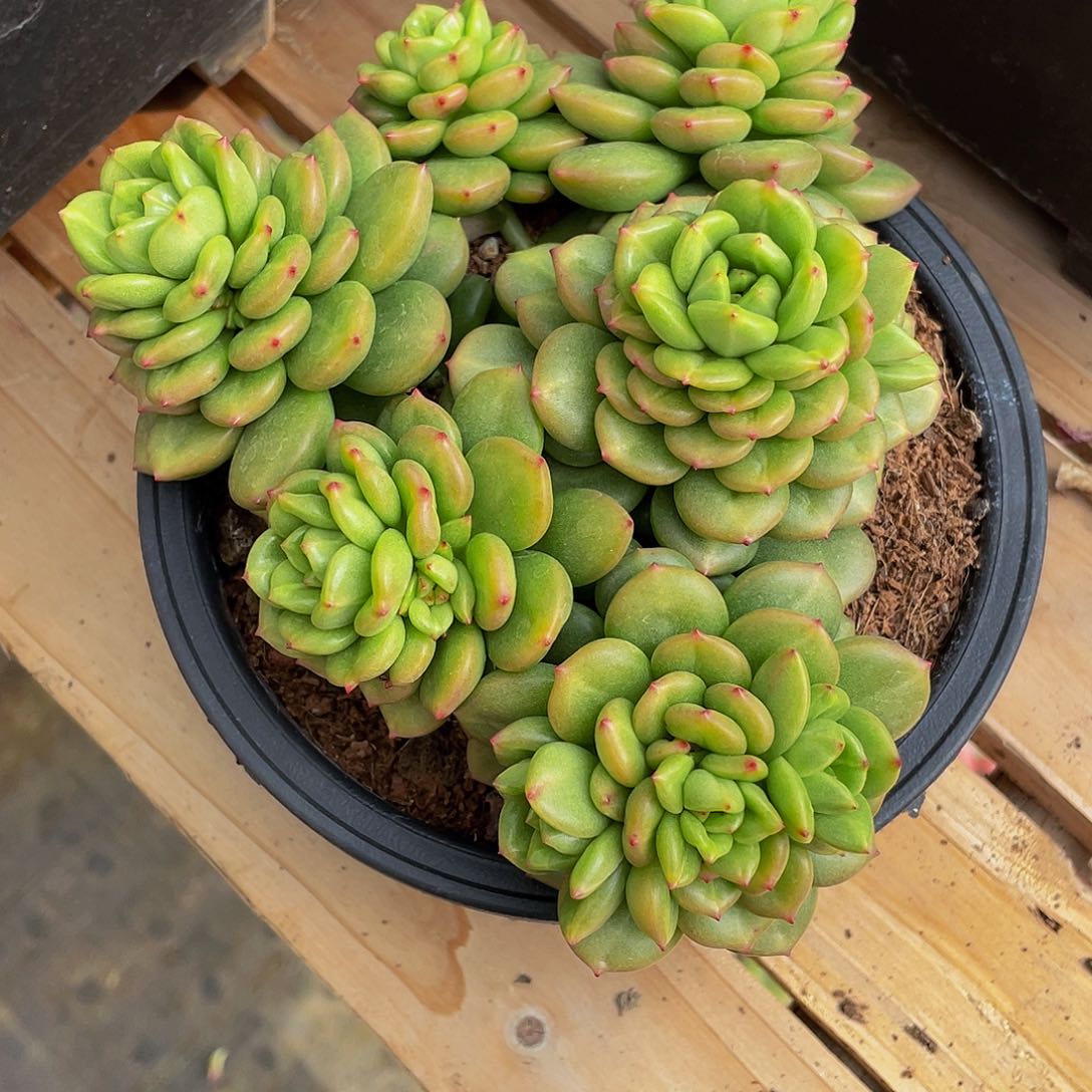 贝*苹果花多肉植物