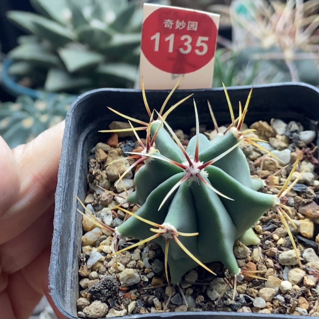 实生花刺春楼一颗仙人球