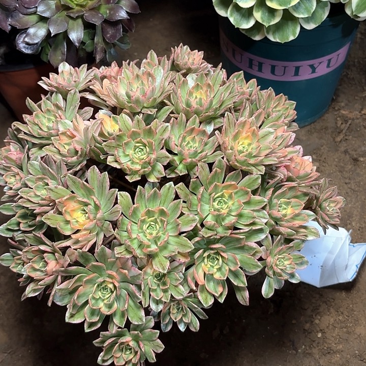 多肉植物法师甜茶52