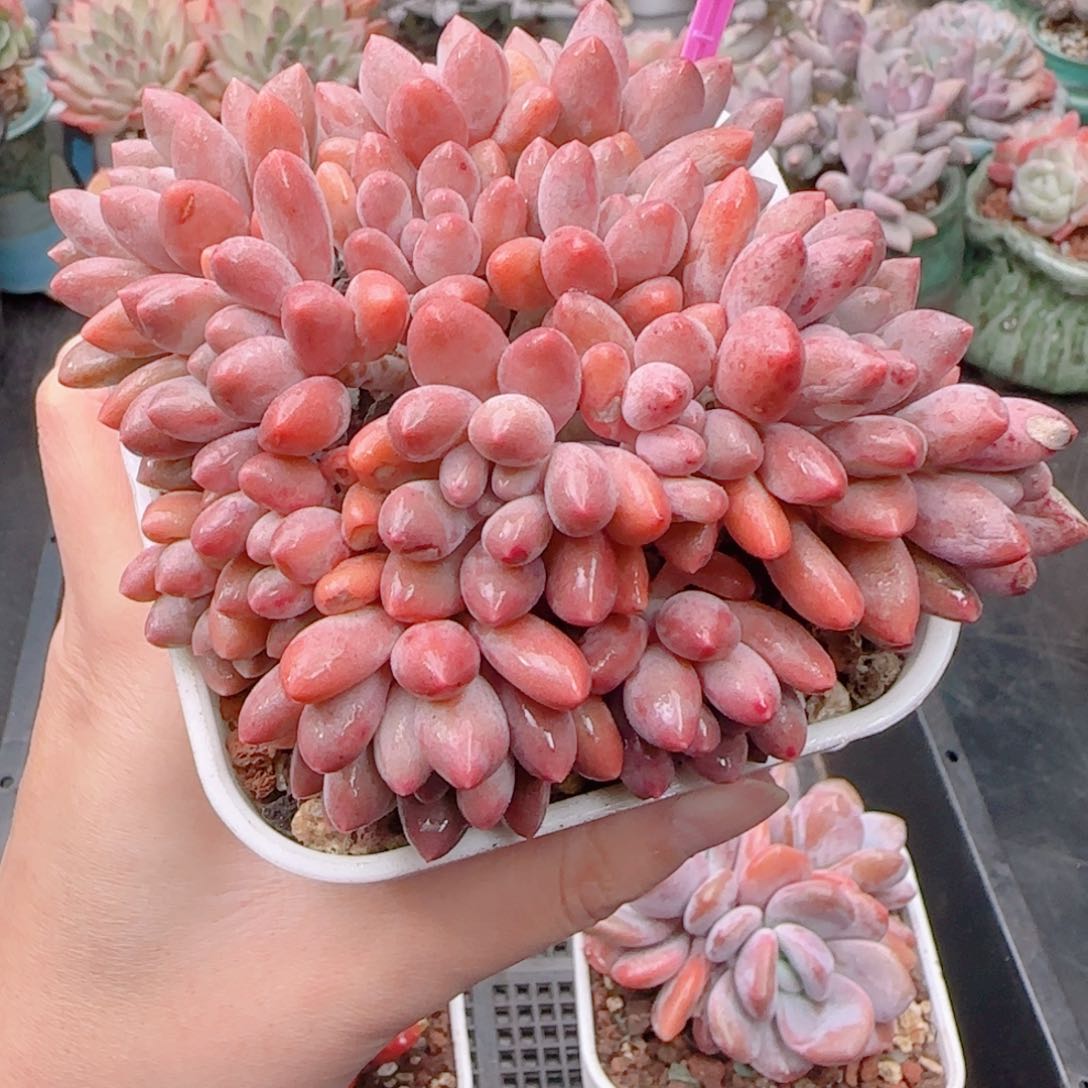 多肉植物8679…………