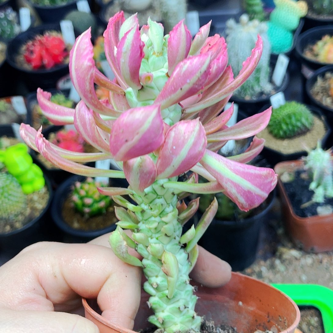 非偏远地区满25包邮仙人球