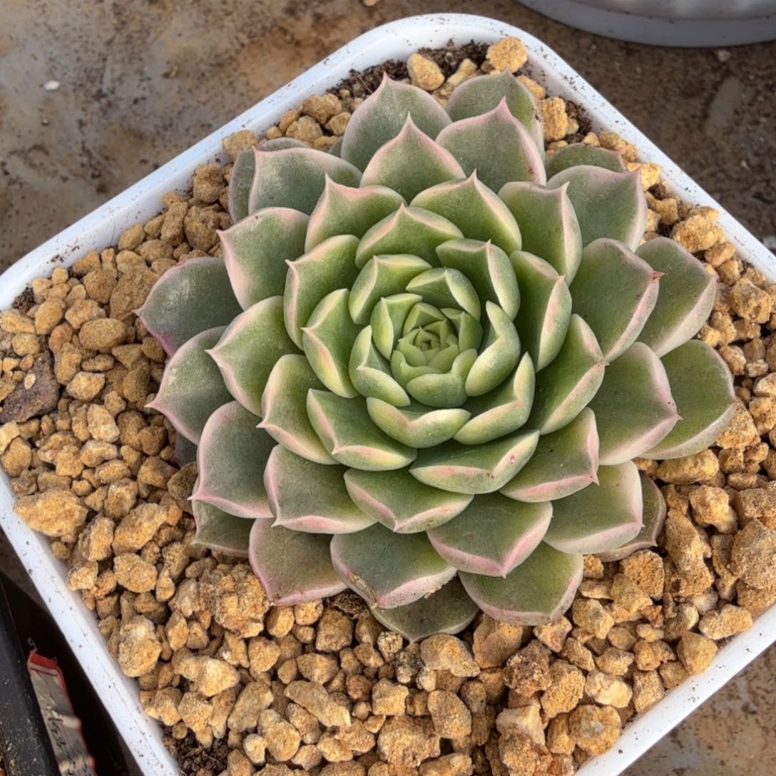 海林娜锦，多肉锦多肉