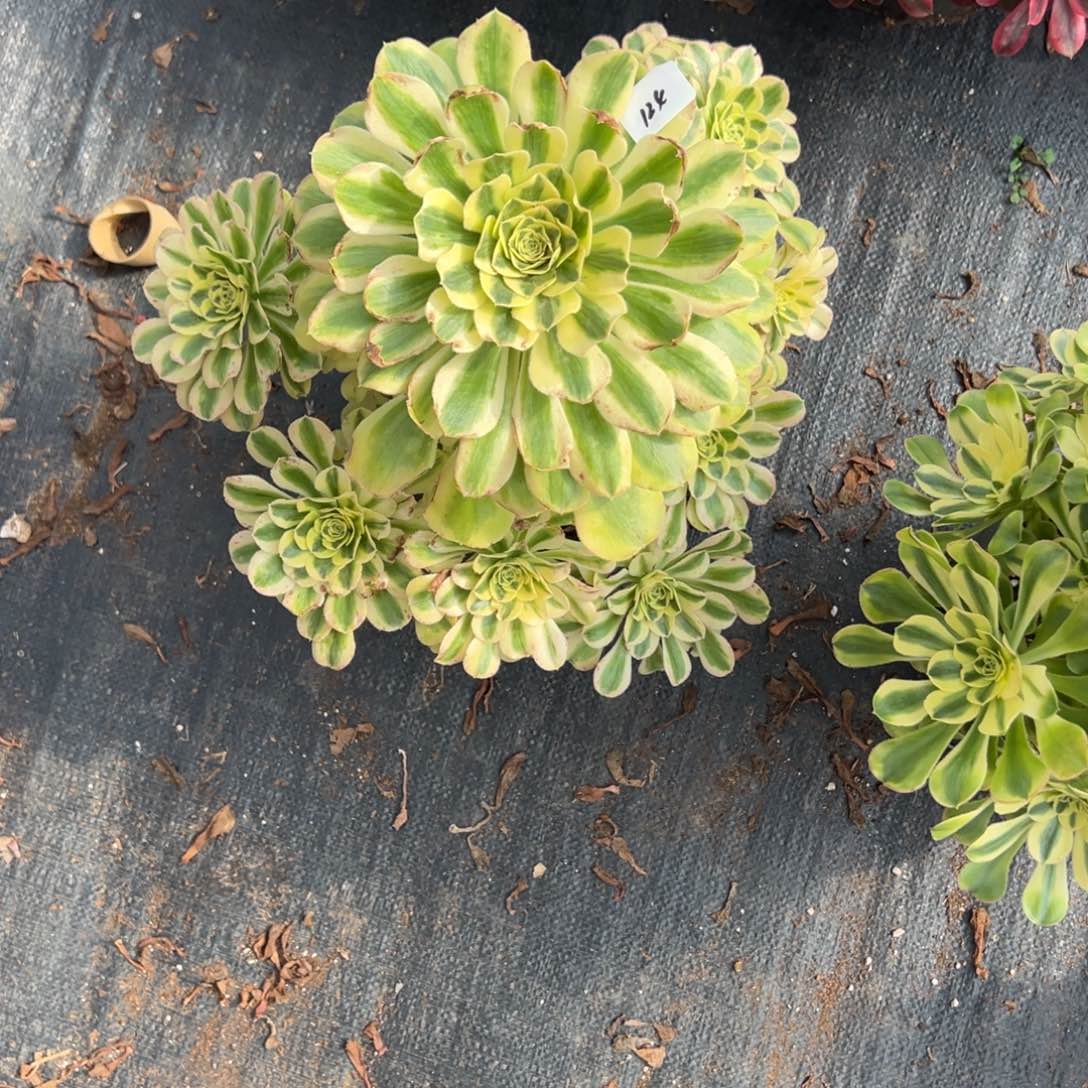 初***124白兰地多肉多肉多肉多肉