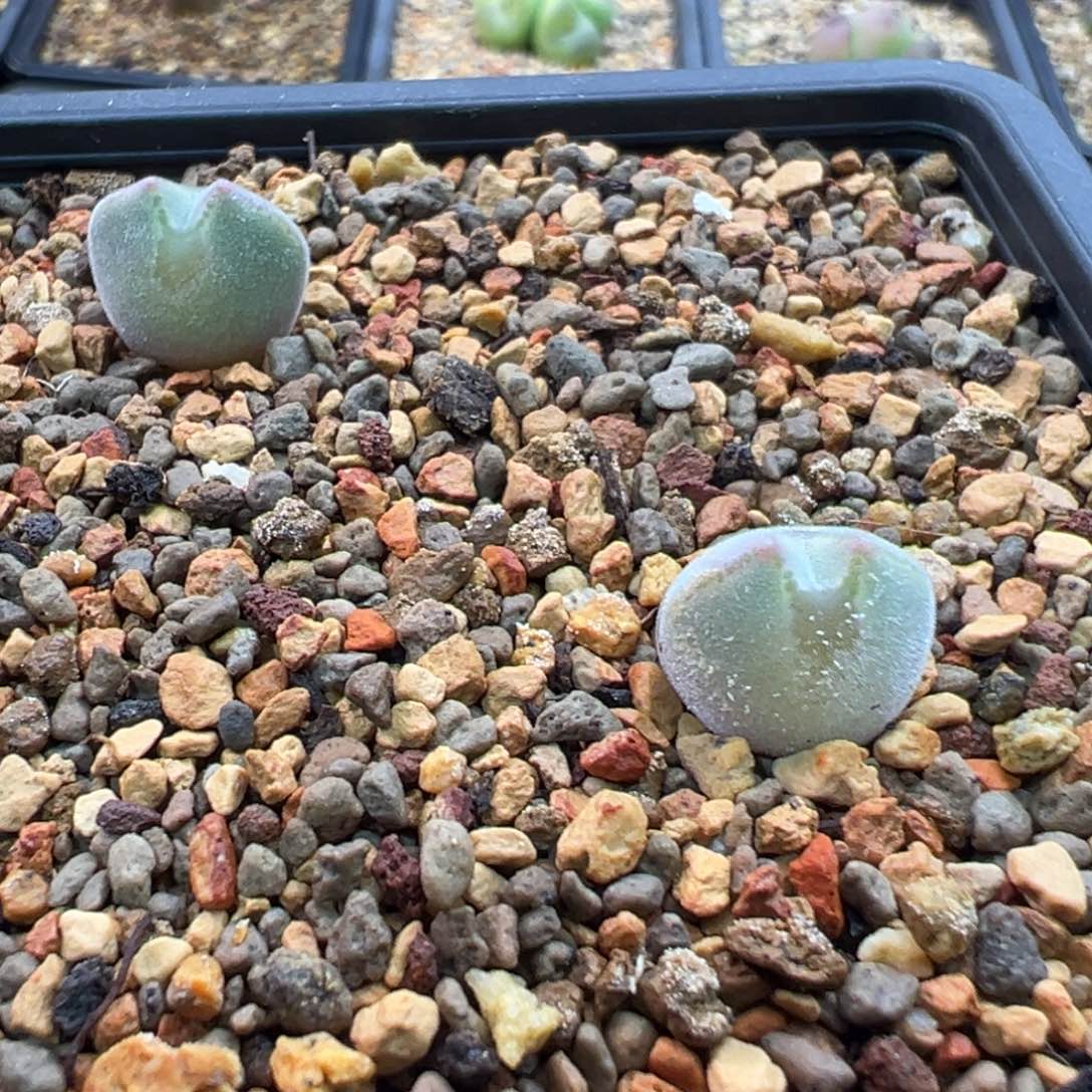 T***、4 5多肉单头优选猫耳空蝉两棵一组