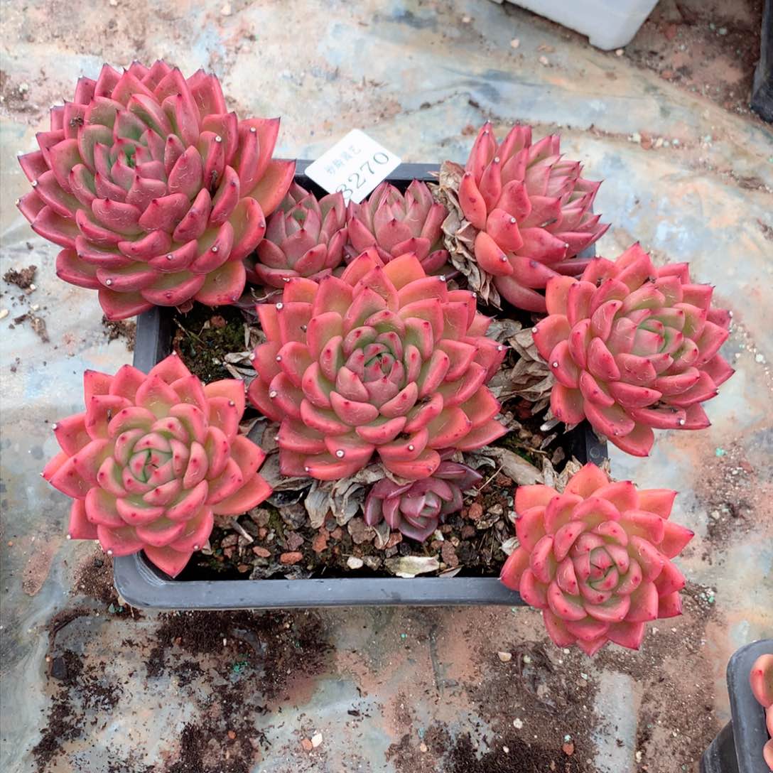 蔷*花8270杂交多肉植物基地