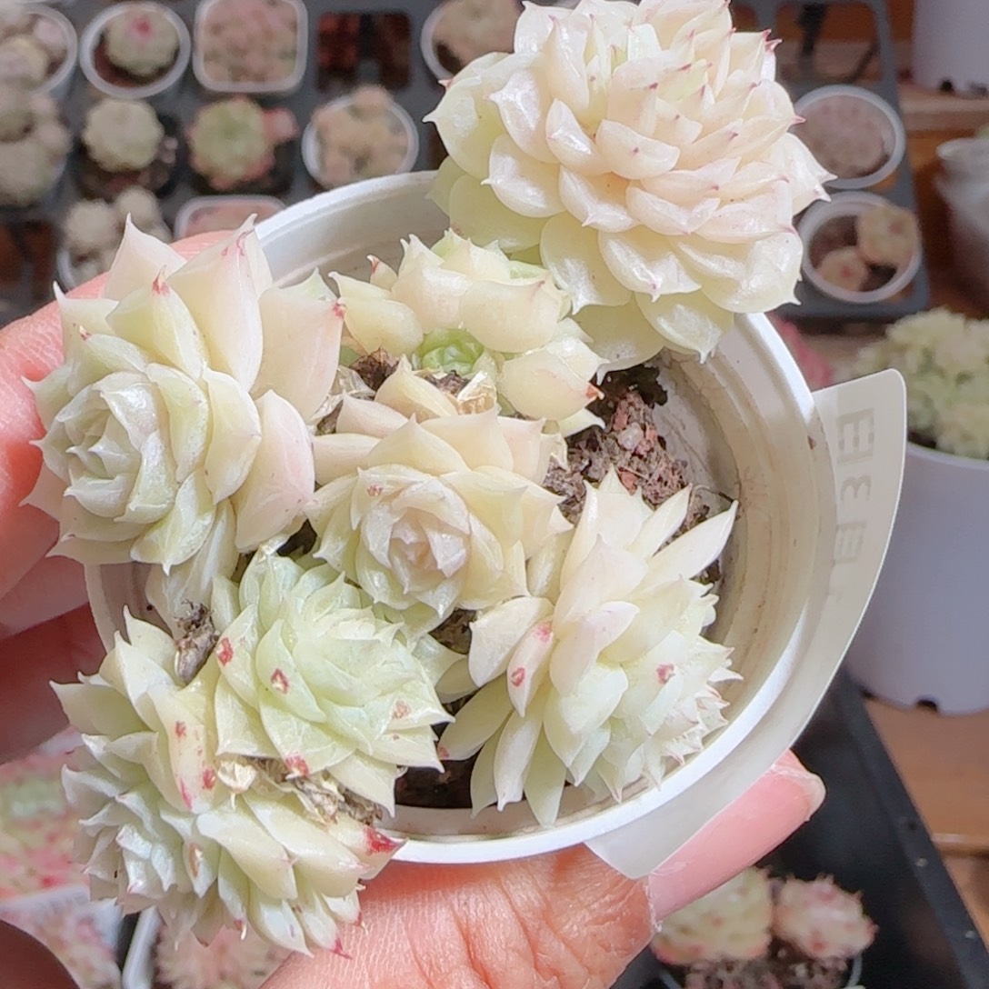 花语多肉0103-274散