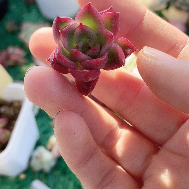 索菲亚一物一拍，