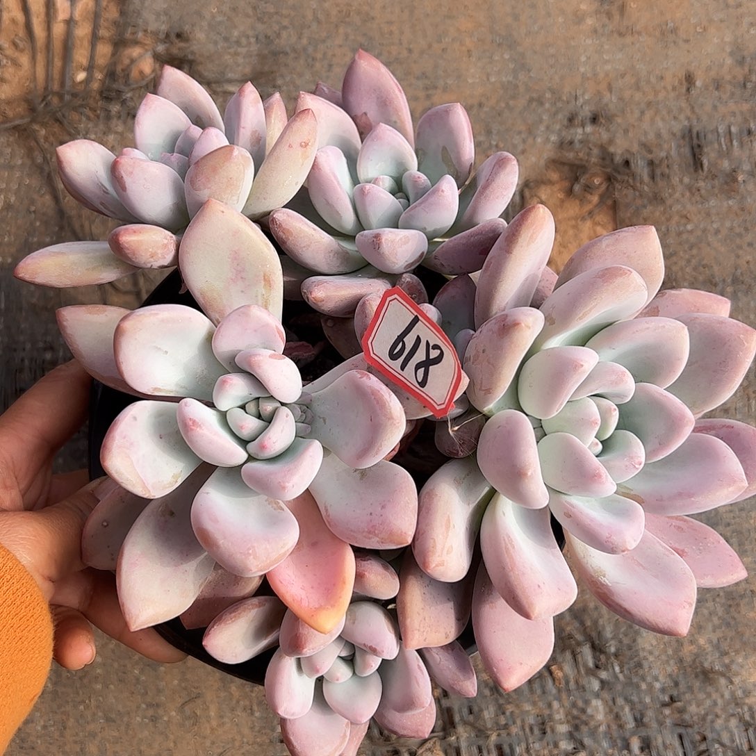 618号奥普，一物一拍