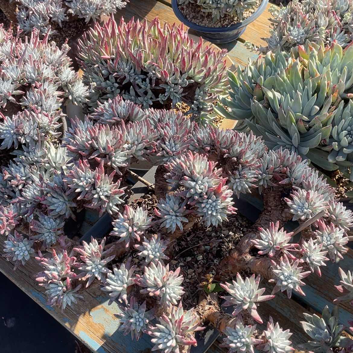 【闪购商品】超大群雪花