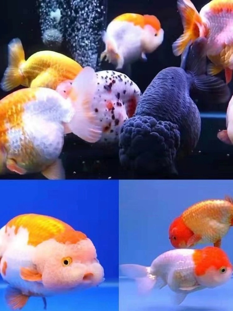 精品冷水兰寿金鱼观赏鱼