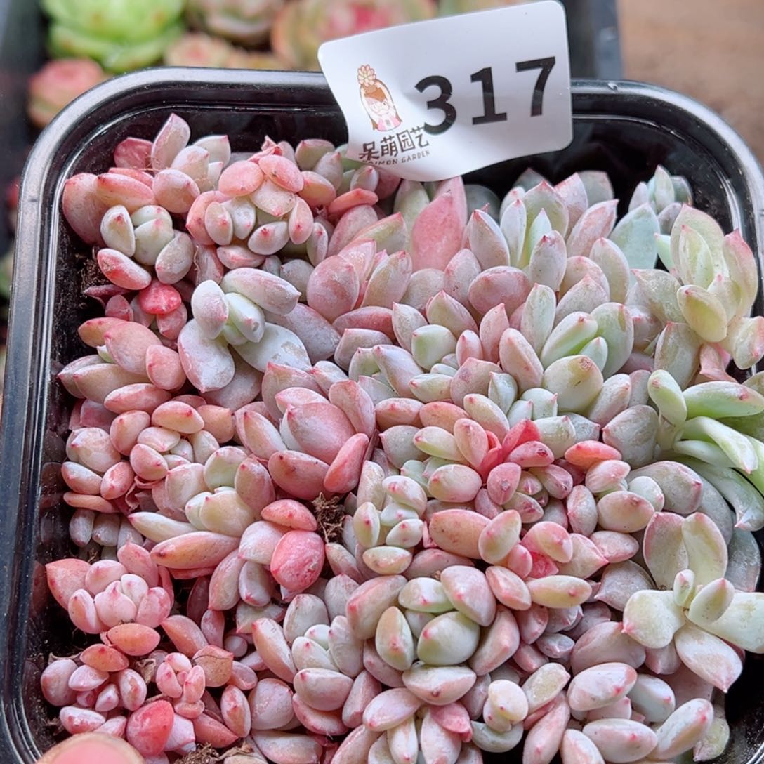 多肉植物多肉植物