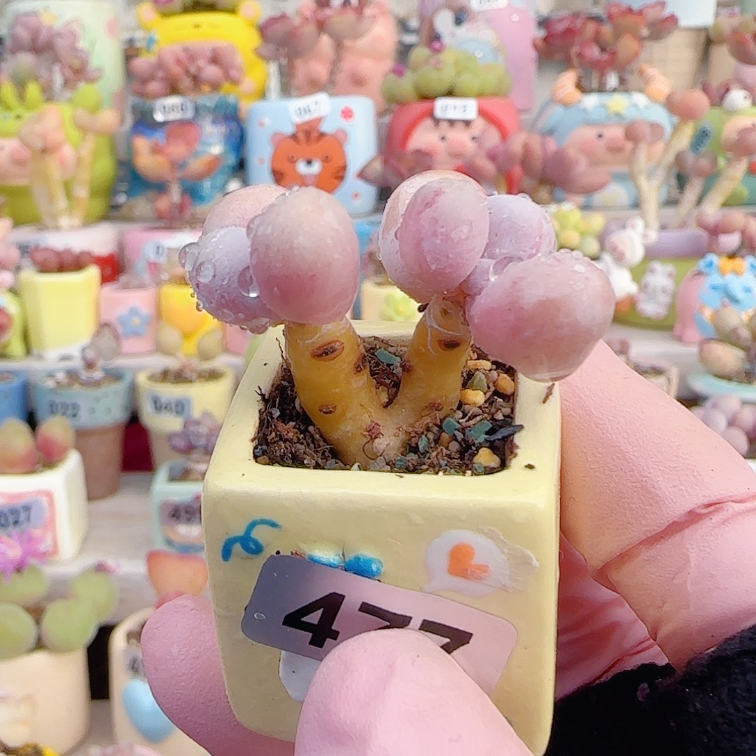 L 双头蛋黄奶 盆口2.5cm