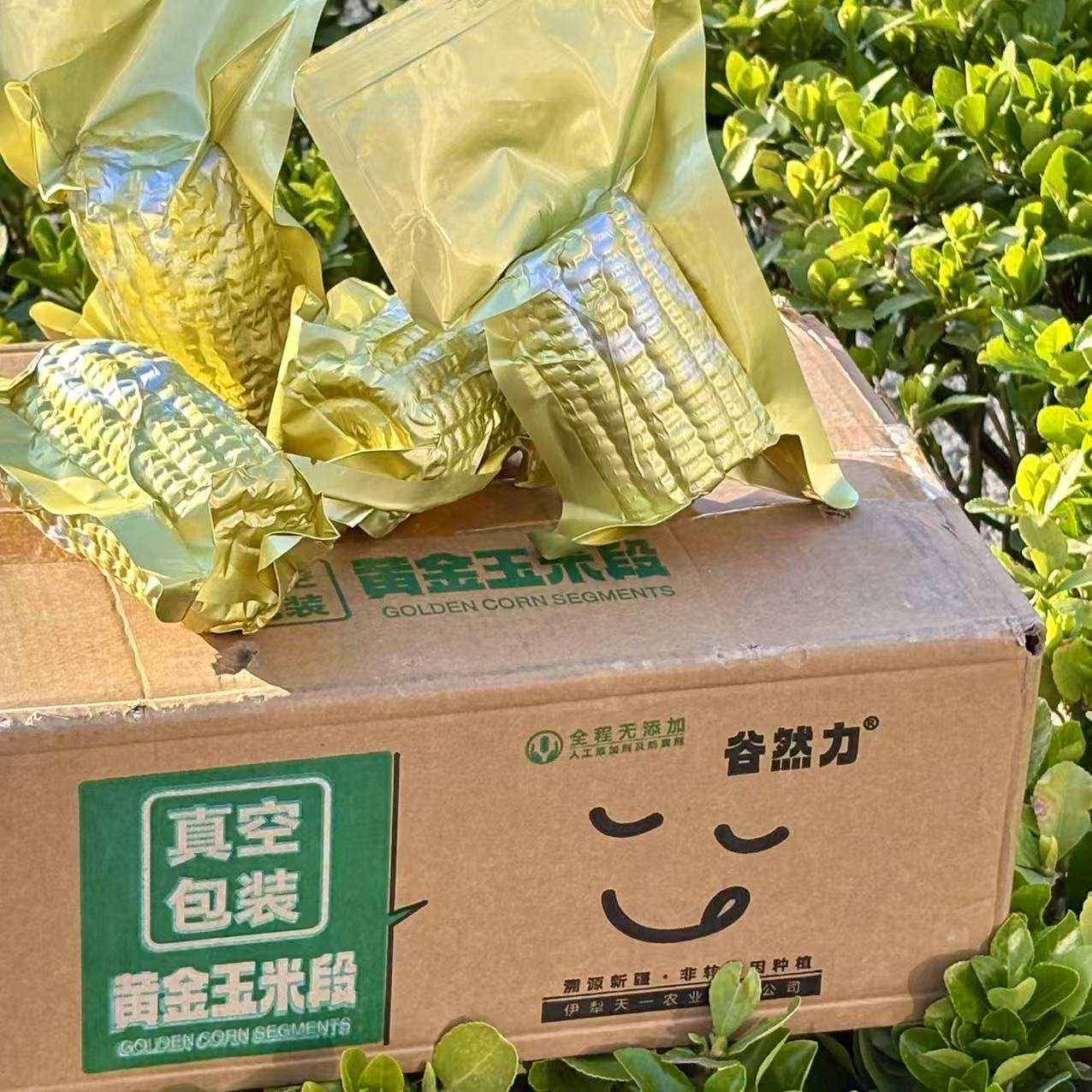 新疆黄金玉米段8公分产地直发10支整箱包邮单支150g以上糯玉米