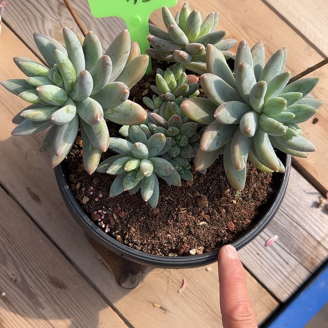 35阿迪斯托。  多肉。 