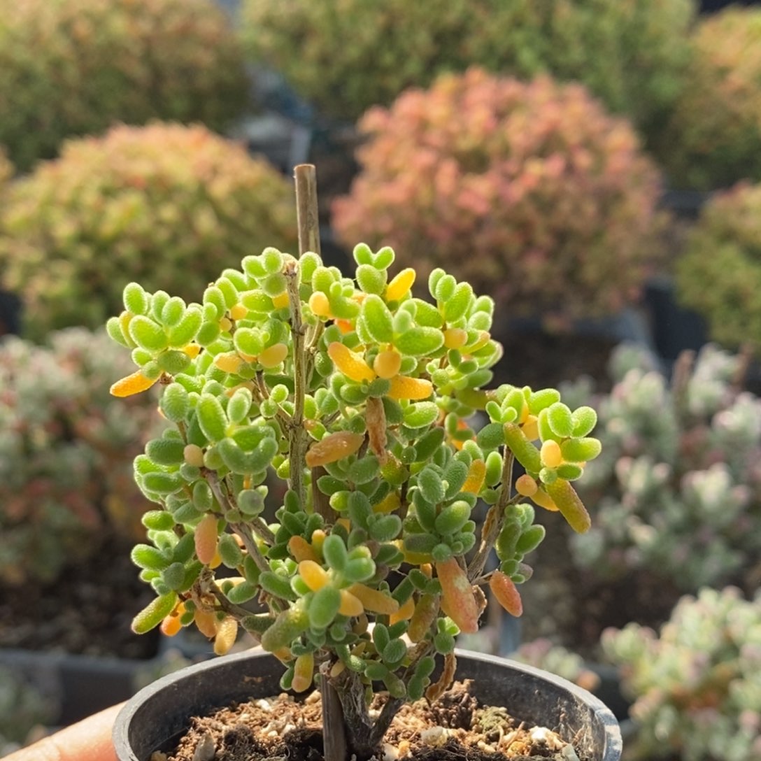 蜜橘糖球2587枝干番杏