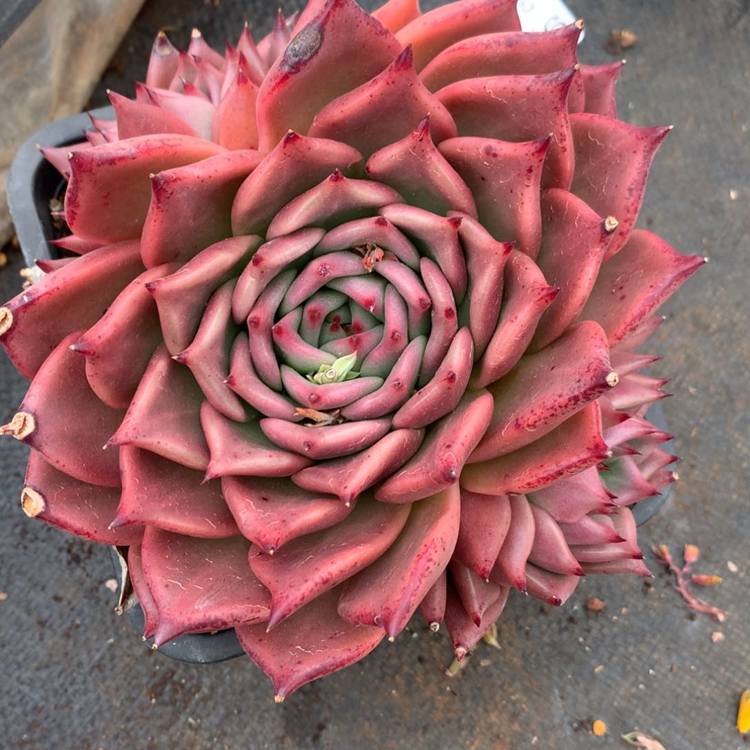 宝*姐1776有叶伤介意不拍14厘米