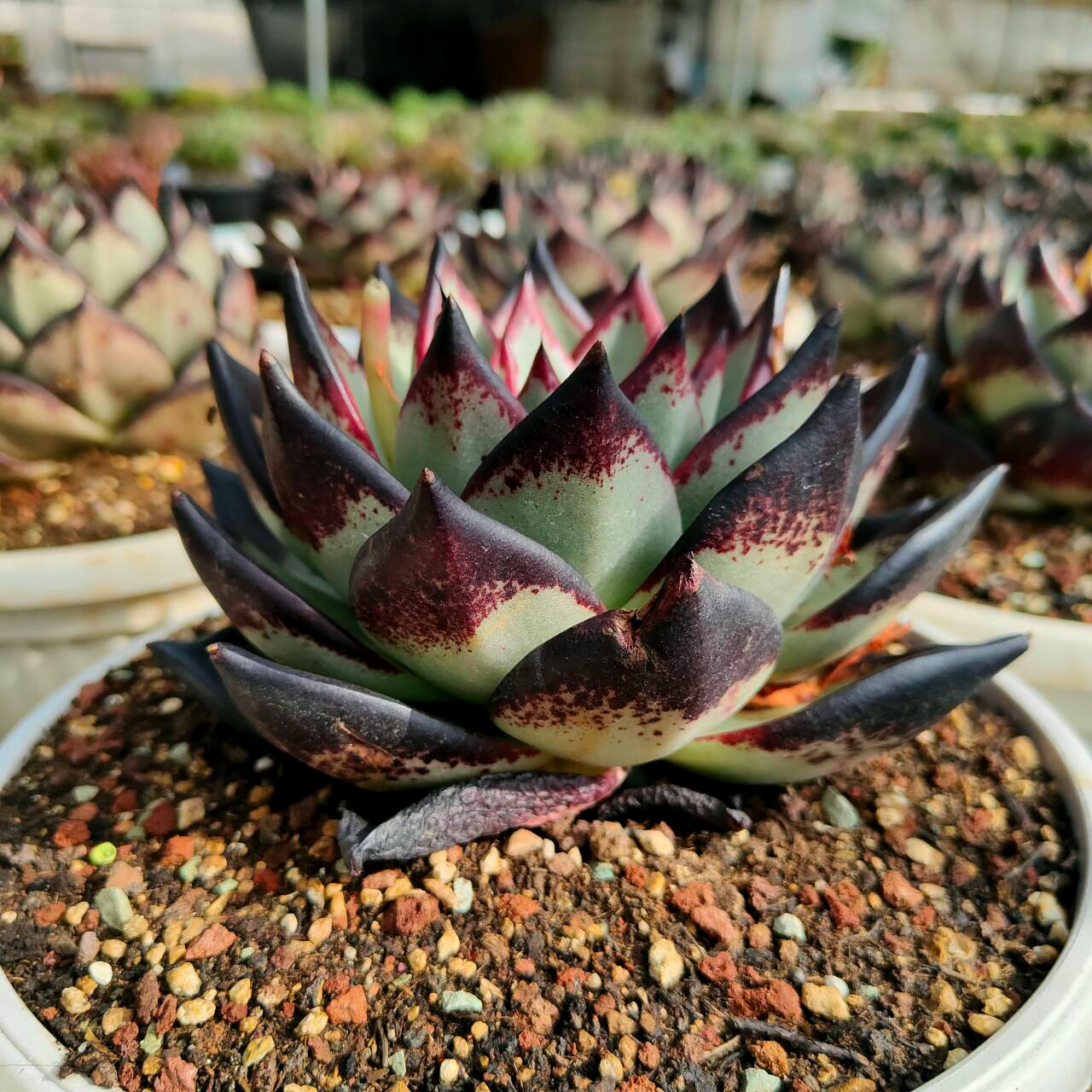 【植白专属】植白逛棚精选多肉植物9号