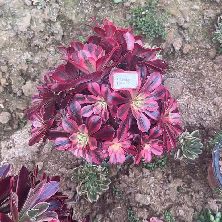 王**?多肉植物美杜莎134号无售后