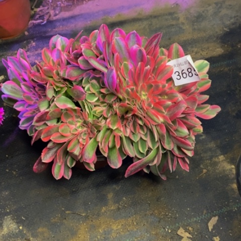 粉女巫多肉植物3685