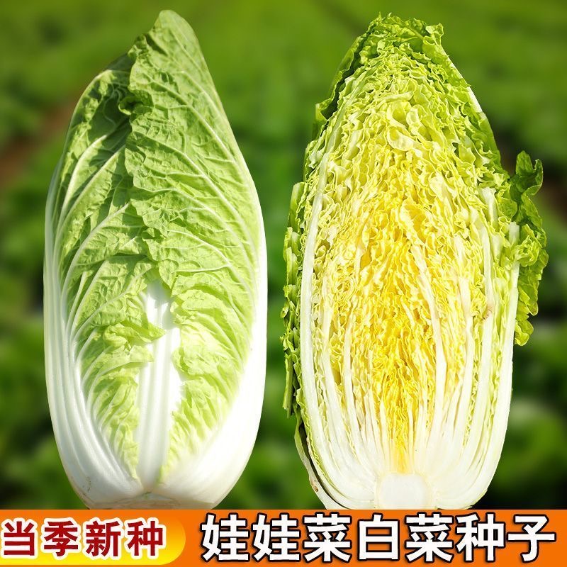 【满5包包邮】福娃娃娃菜种子耐热耐寒大白菜高产甜心菜