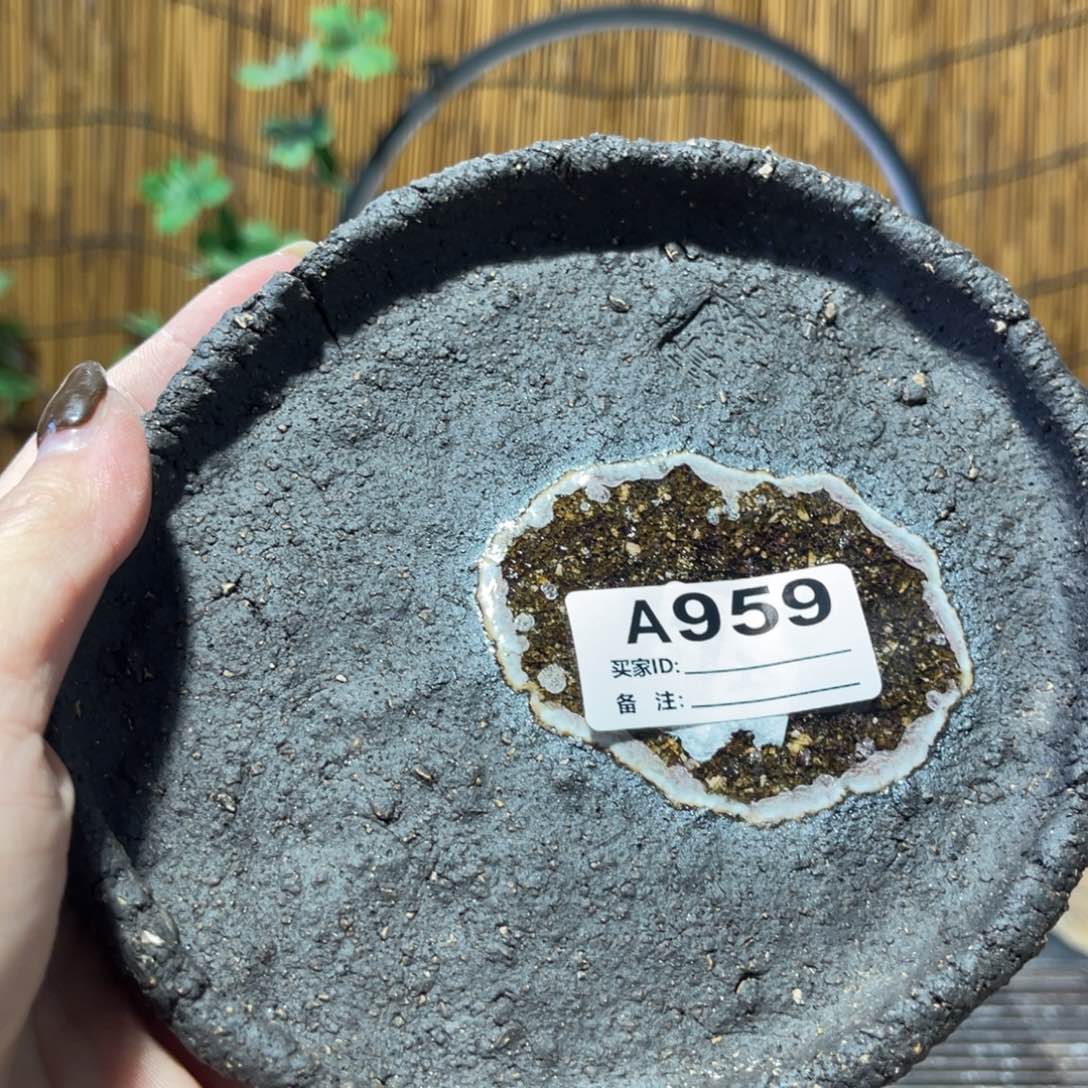 木村信弘柴烧保平