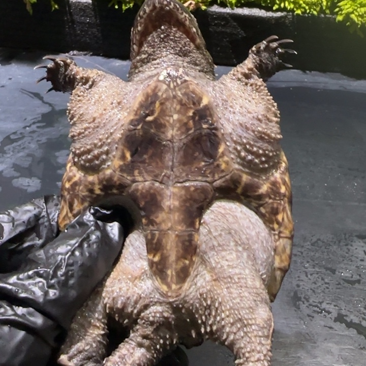 宠物龟母不分公母