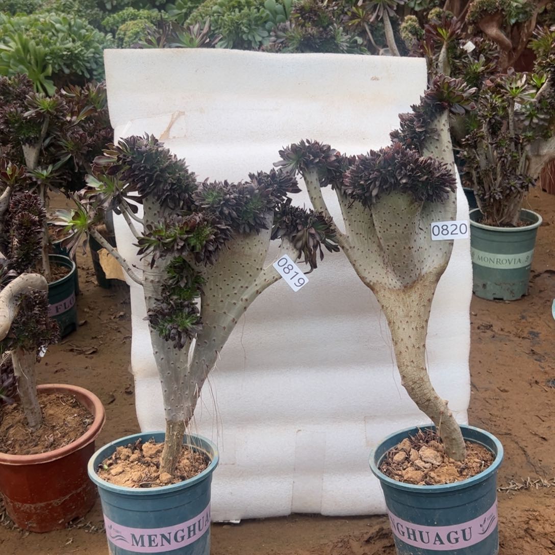 微瑕疵两颗819.820高度40.43