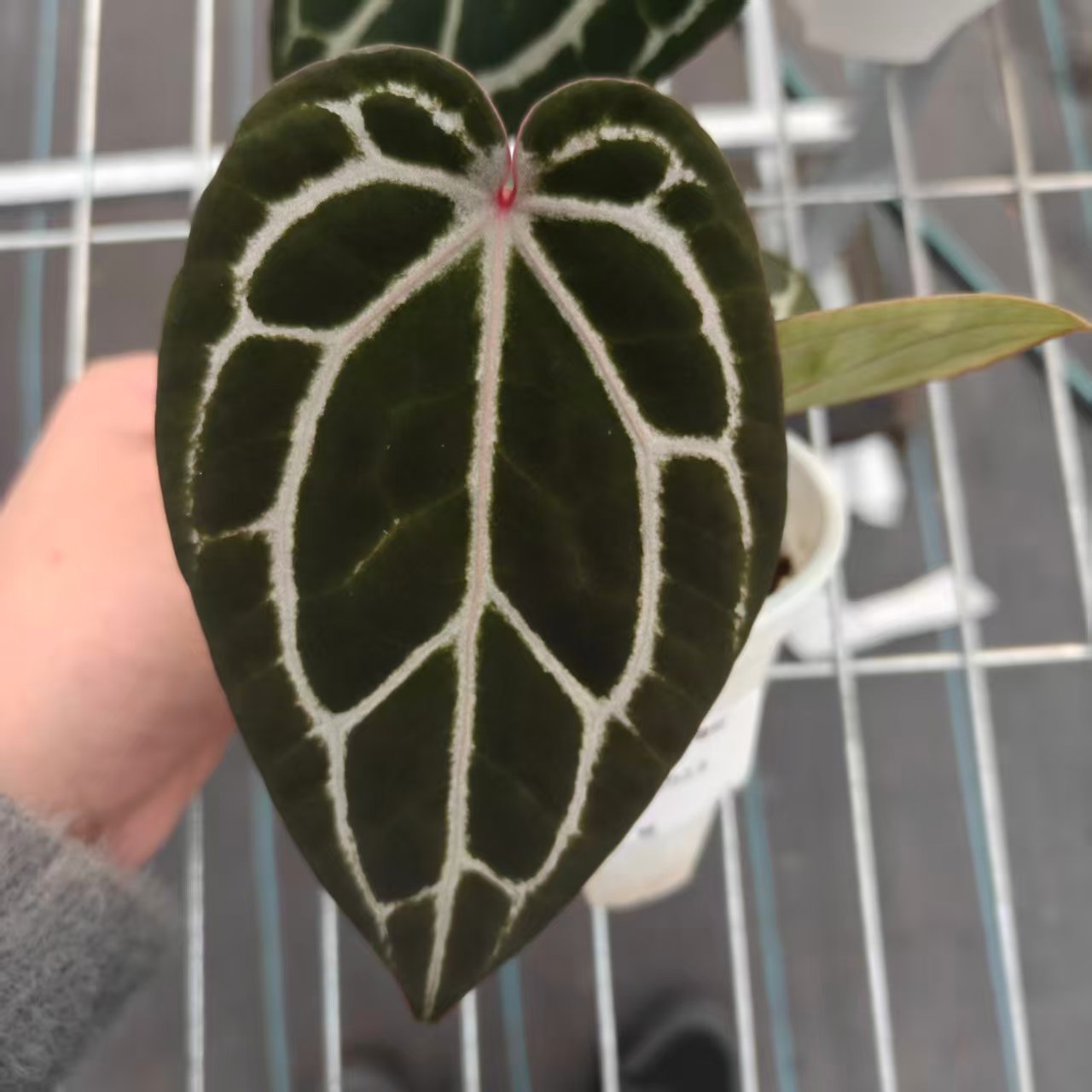 6号 草莓巧克力2.0