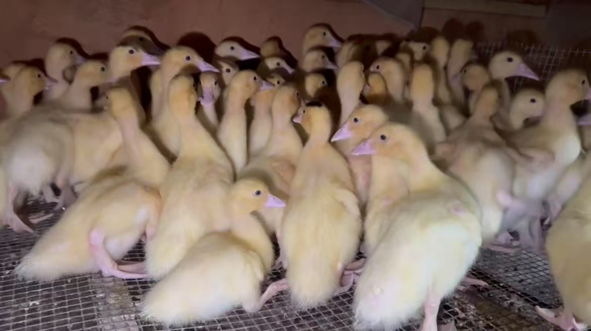 番鸭火鸭肉质新鲜鲜美包邮预包装发货