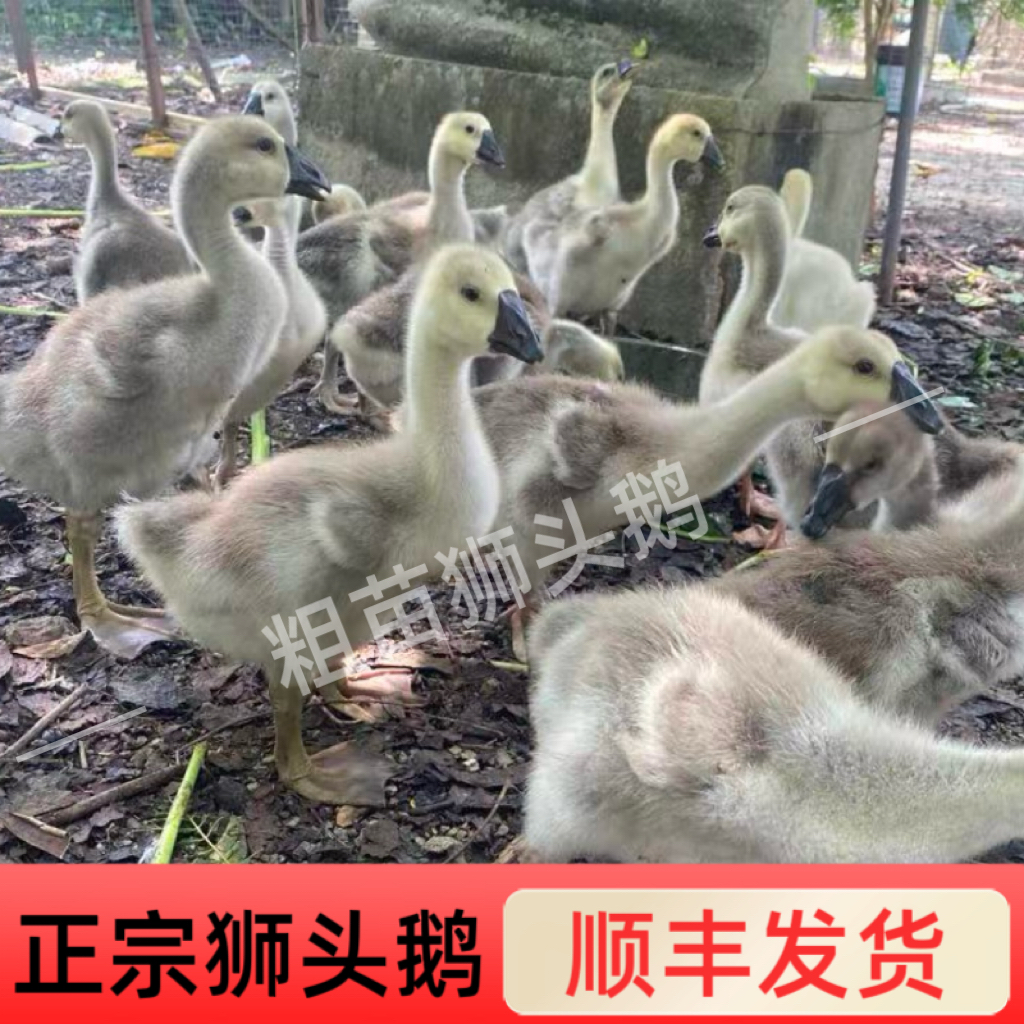 特大狮头鹅呆萌宠物鸭鹅潮汕狮头鹅