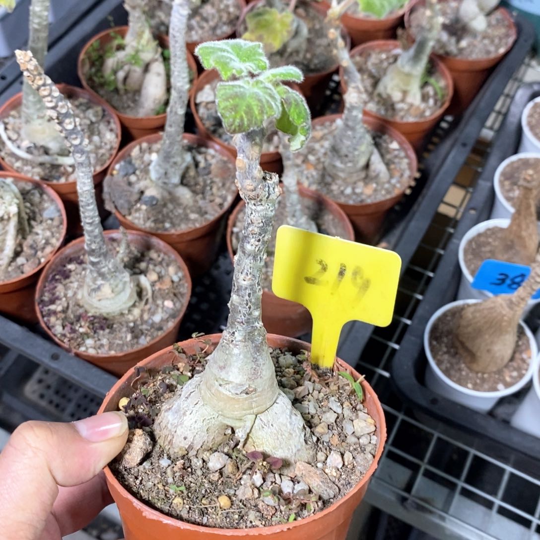 安卡丽娜多肉植物