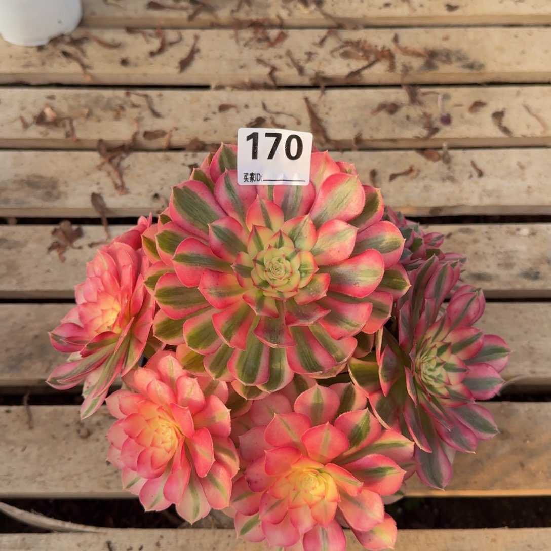 170倾城多肉植物