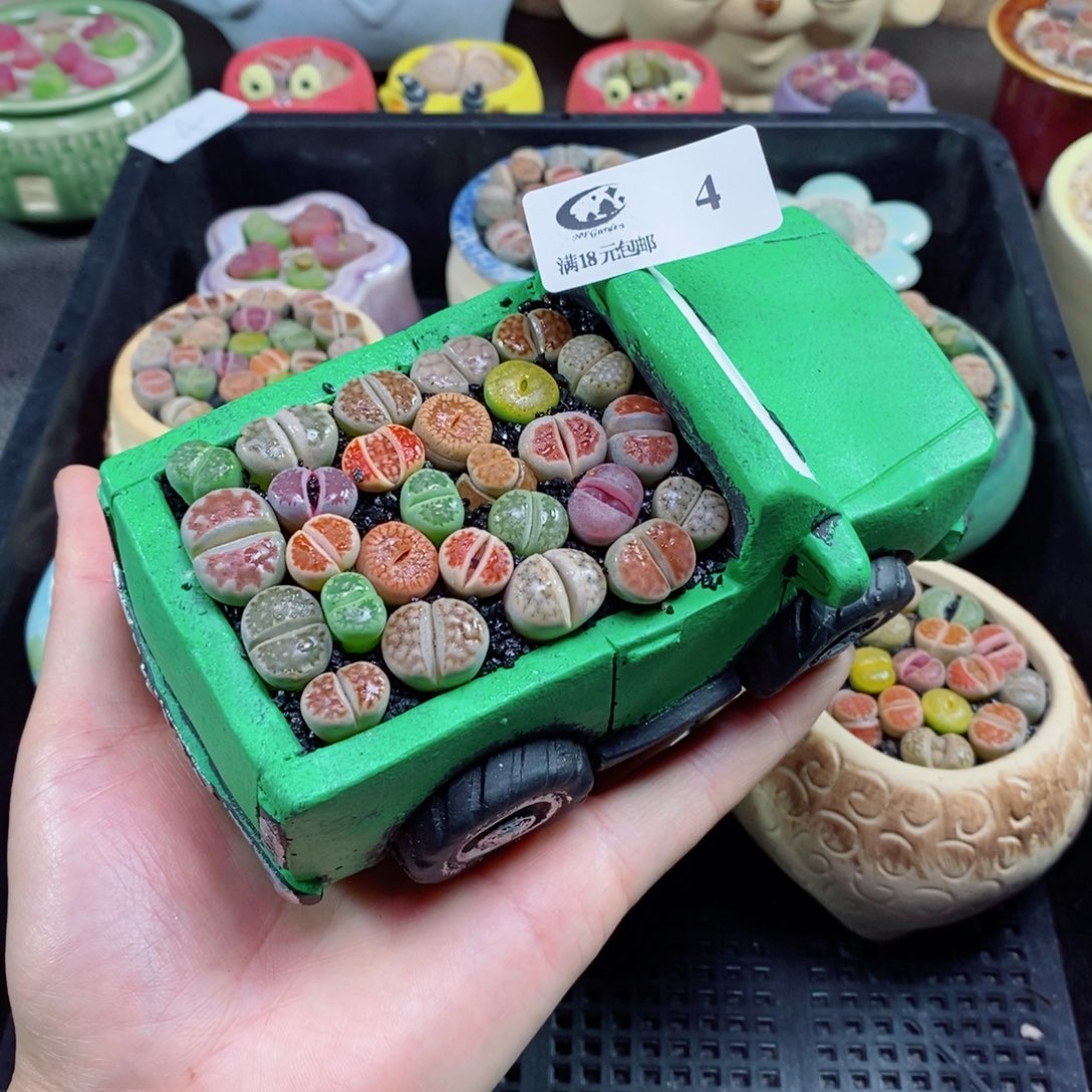 生石花花花花花花4