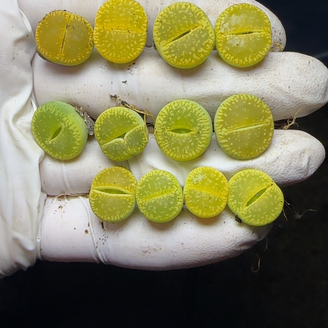 0688。默认脱土。18包邮。偏远88包邮